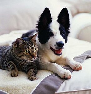 Кошка и собака  в доме