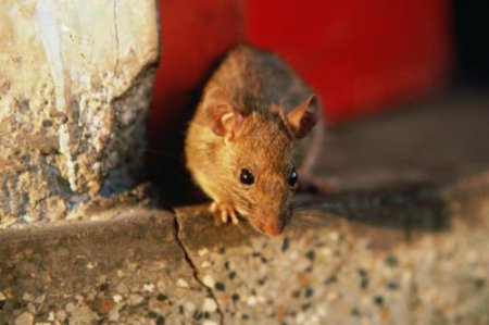Как избавиться от крыс при помощи универсального отпугивателя 