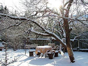 Зима в саду. Защищаем деревья от мороза и солнца